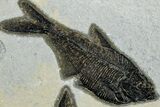 Multiple Fossil Fish (Mioplosus & Diplomystus) Plate- Wyoming #292518-1
